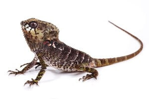 Corytophanes cristatus